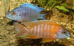 Buntbarsche in der Aquarienabteilung