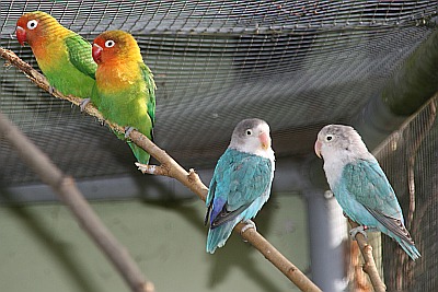 Afrikanische Papageien