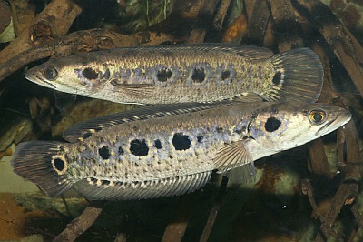 Augenfleck-Schlangenkopffisch