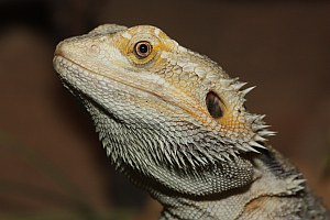 Australische Bartagame