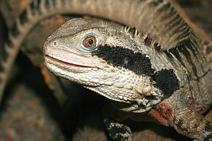 Australische Wasseragame