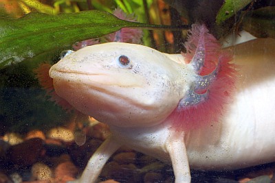 Axolotl