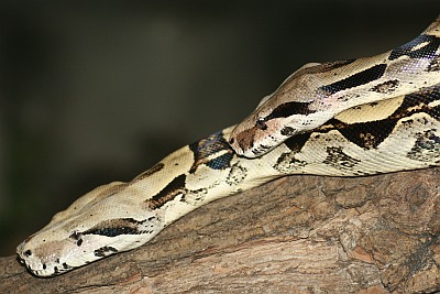 Abgottschlange (Boa)