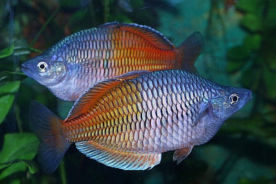 Boesemans Regenbogenfisch