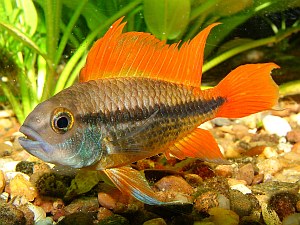 Buntbarsch Kadango