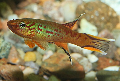 Bunter Prachtkärpfling