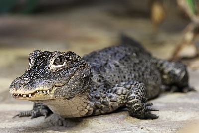 China-Alligator