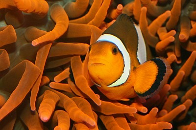 Anemonenfisch / Clownfisch (Nemo)