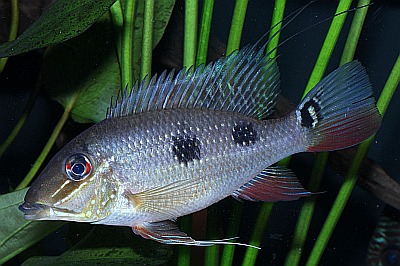 Dreifleck-Erdfresser