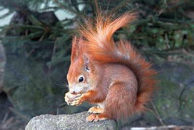 Europäisches Eichhörnchen