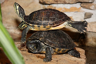 Europäische Sumpfschildkröte