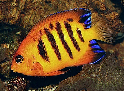 Flammen-Zwergkaiserfisch