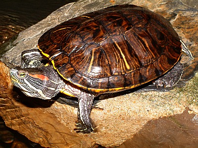 Gelbbauch-Schmuckschildkröte