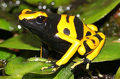 Gelbgebänderter Baumsteiger