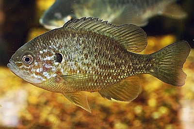 Gemeiner Sonnenbarsch