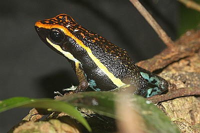 Gestreifter Blattsteiger