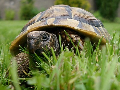 Griechische Landschildkröte
