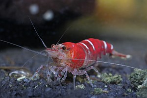 Hochzucht-Zwerggarnele