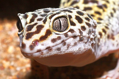 Leopardgecko