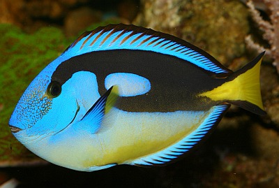 Paletten-Doktorfisch (Dori)