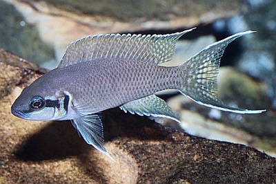 Prinzessin von Burundi