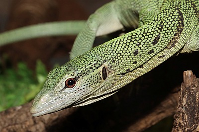 Reisingers Baumwaran