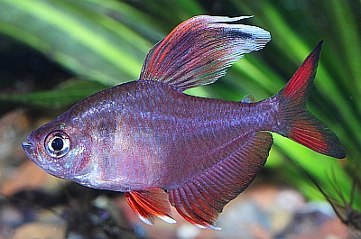 Schmuck- oder Sichelsalmler