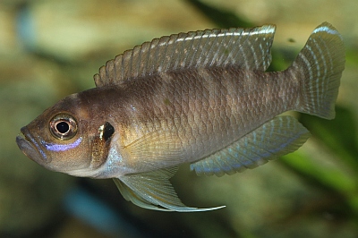 Schneckenbuntbarsch