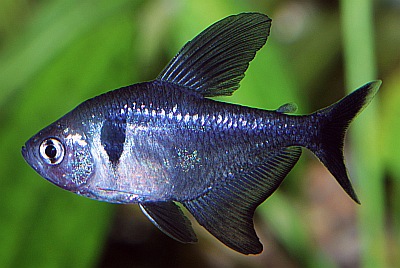 Schwarzer Phantomsalmler