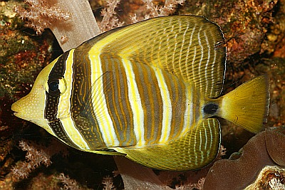 Segelflossen-Doktorfisch