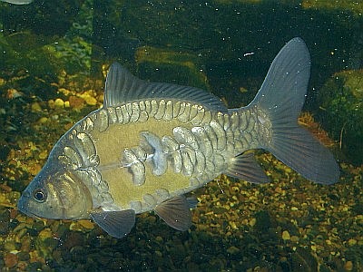 Spiegelschuppen-Karpfen