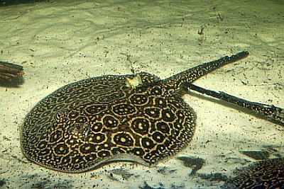 Süßwasser-Perlen-Rochen