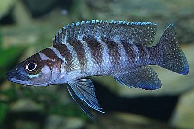Höhlenbrütender Tanganjikabuntbarsch