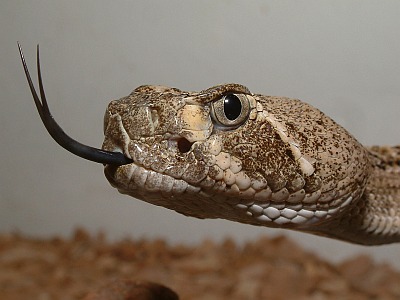 Texas-Klapperschlange