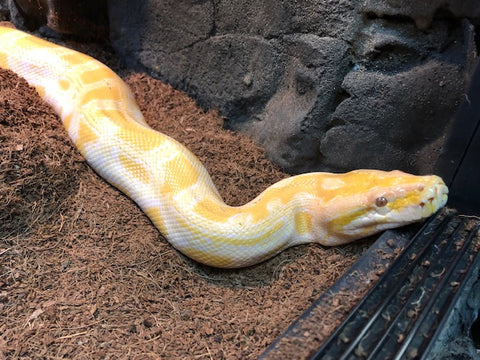 Albino Tigerpython
