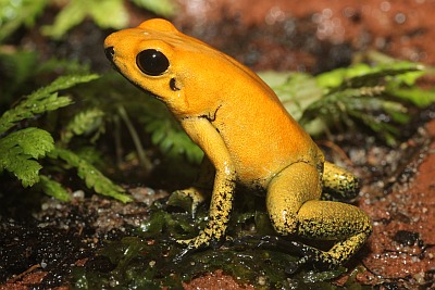 Zweifarbiger Blattsteiger