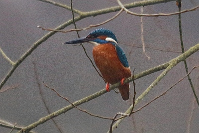 Eisvogel im Tümpelgarten