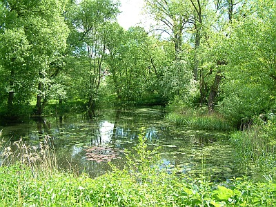 Gartenanlage im Tümpelgarten
